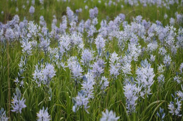 Camas Fields