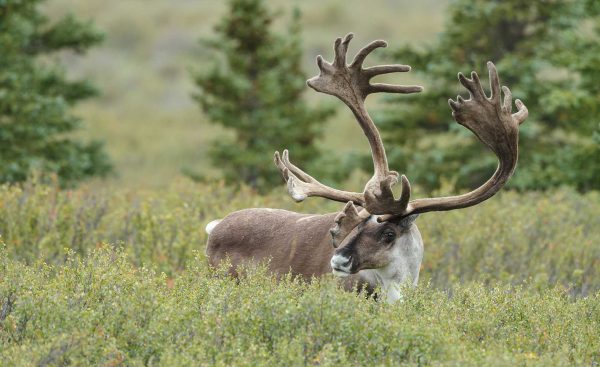 a caribou with large antlers