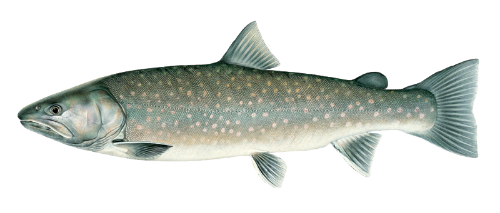 Adfluvial Bull Trout image