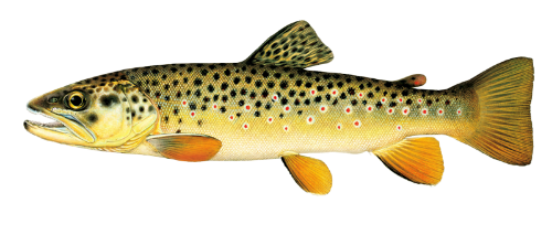 Brown Trout image