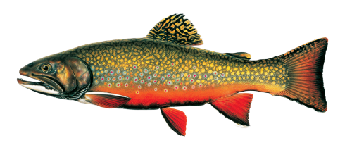 Eastern Brook Trout image