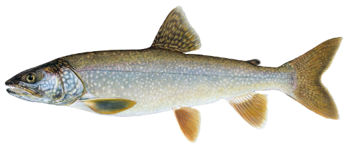 Lake Trout image