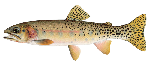 Male Westslope Cutthroat image