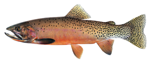 Male Westslope Cutthroat (Spawning) image