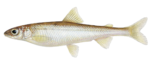 Pygmy Whitefish image
