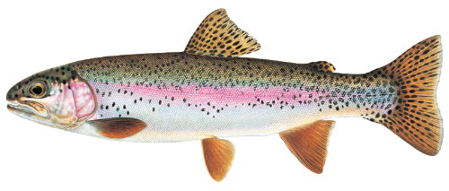 Rainbow Trout image